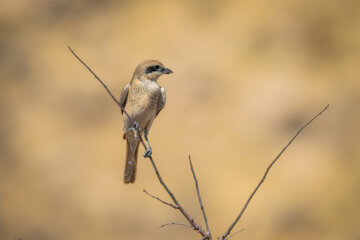  سنگ چشم معمولی (lanius minor)