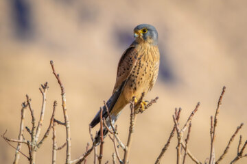 دلیچه (Common kestrel)