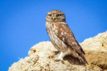 جغد کوچک (little owl)