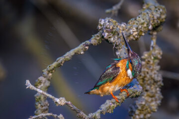  ماهیخورک (kingfisher )