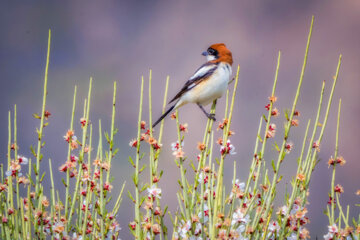 سنگ چشم سر حنایی (Woodchat shrike )