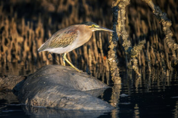 حواصیل سبز (Green heron)