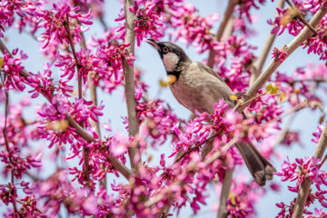 بلبل خرما (white eared bulbul )