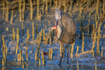 حواصیل ساحلی (Western reef heron )