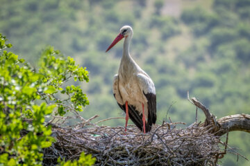  لک لک (stork)