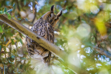جغد شاخدار (long eard owl)