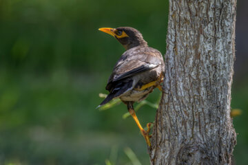 مرغ مینا (myna)