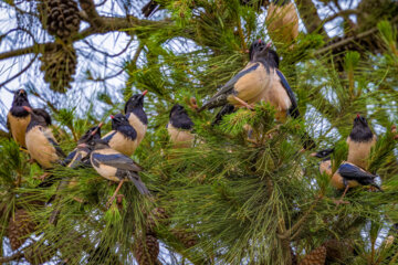 سار صورتی (Rosy starling) 