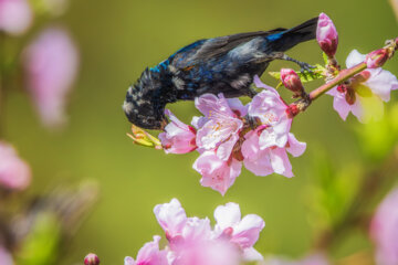 شهد خوار نر (nectarinia asiatica)