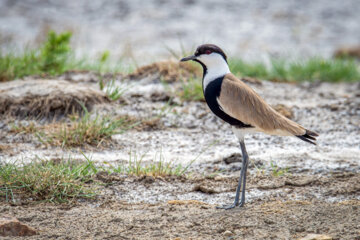 دیدومک (Red wattled lapwing)