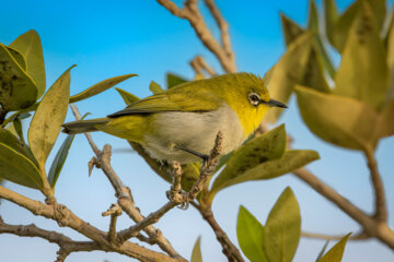 سسک چشم سفید هندی (oriental white eye)