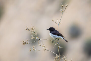 چک معمولی (pied wheatear)