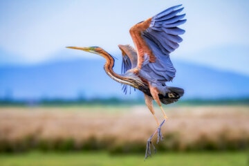 حواصیل ارغوانی (Purple heron )