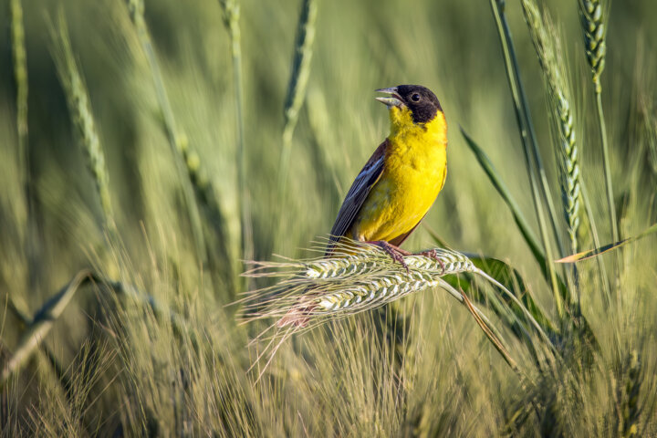 تغییر جنسیت دوزیستان تا سردرگمی حیاتوحش در زیستگاه؛برخی اثرات تغییر اقلیم 1 تغییر جنسیت دوزیستان تا سردرگمی حیاتوحش در زیستگاه؛برخی اثرات تغییر اقلیم