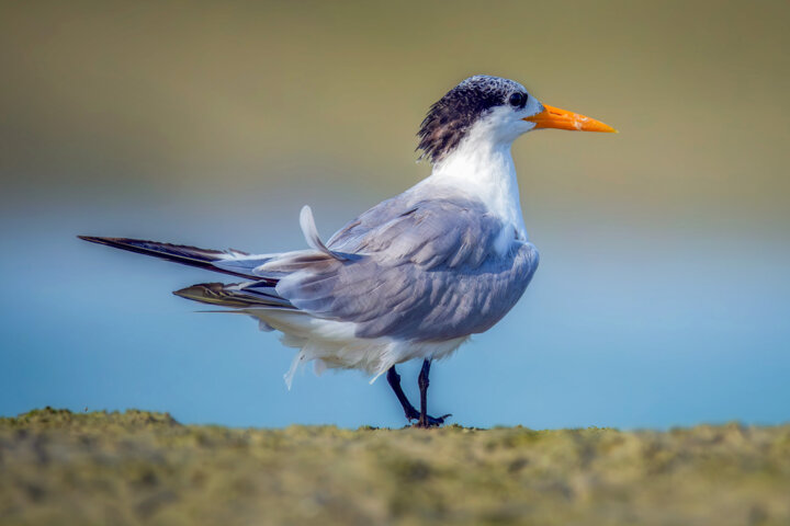 ورود پرندگان مهاجر به جزیره قشم برای زمستانگذرانی