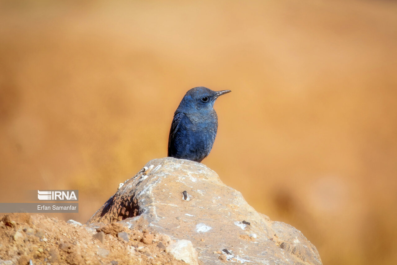 طرقه کوهی (Common rock thrush)