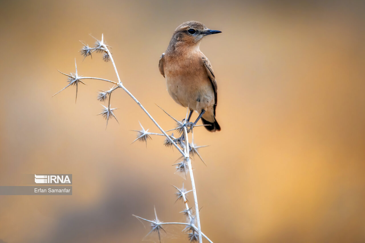 چکاوک بیابانی (desert lark)