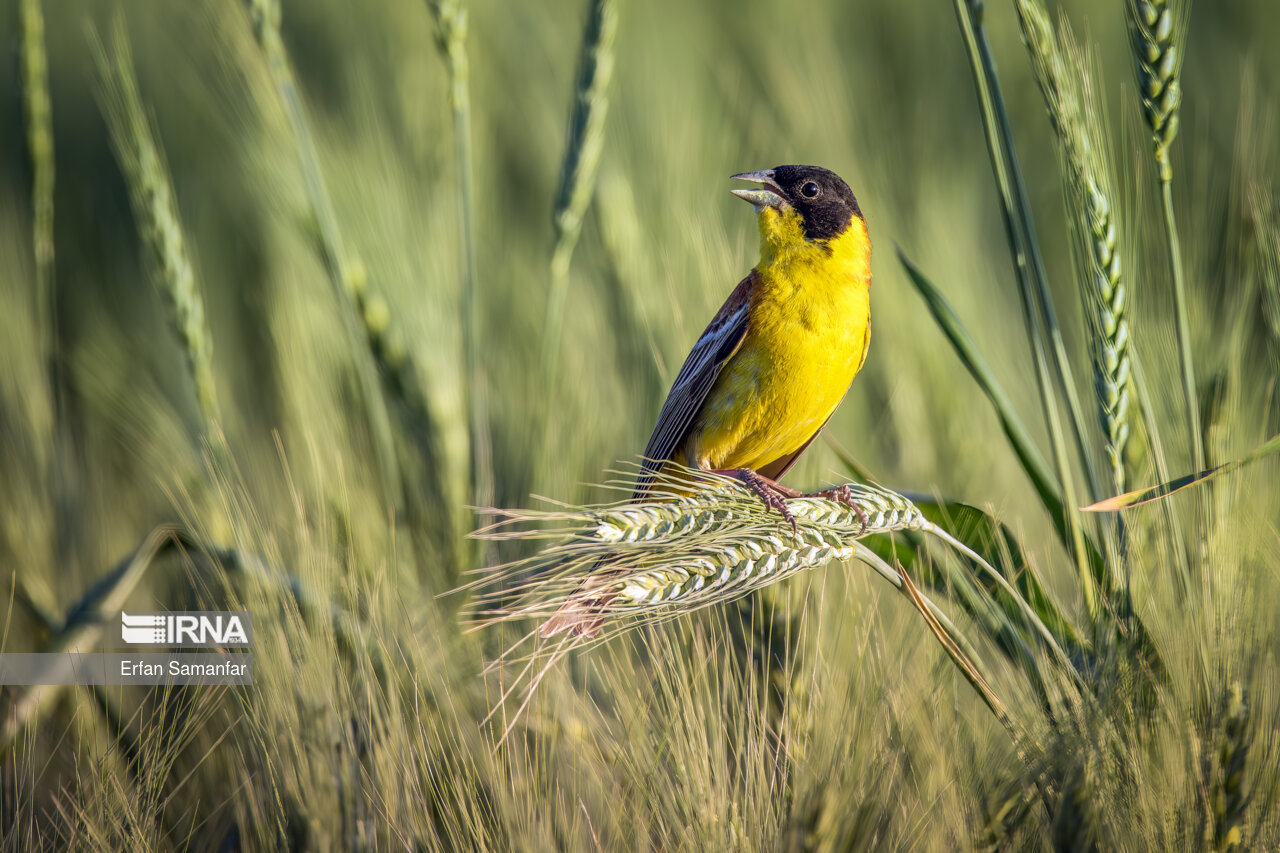 زرد پره مزرعه (Corn bunting)