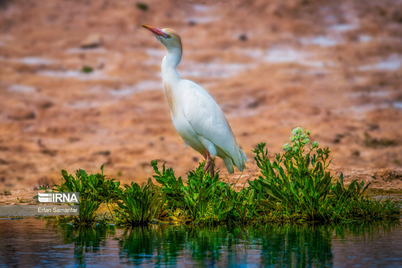 گاوچرانک (Cattle egret)