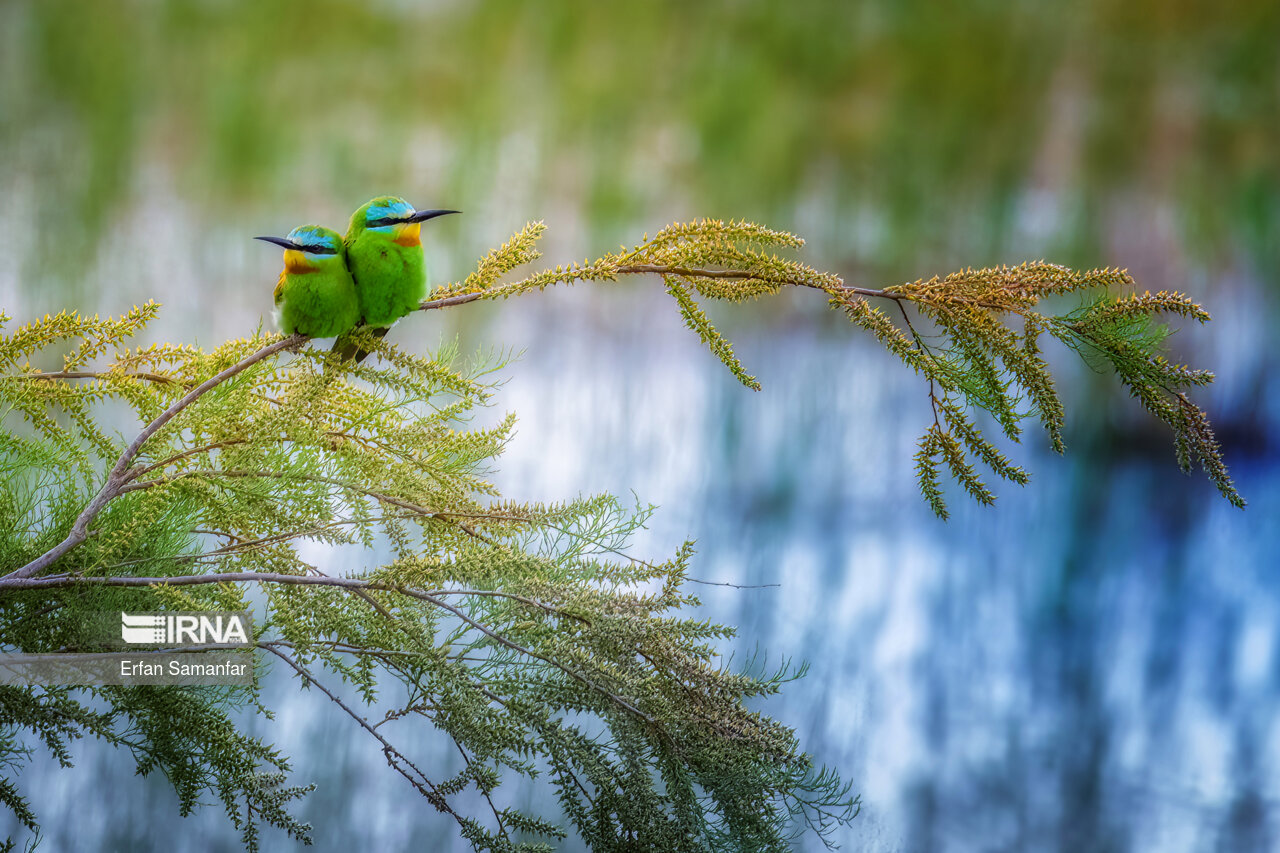 زنبور خوار سبز (Asian green bee eater)
