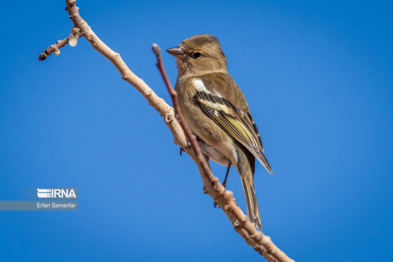 سهره جنگلی (eurasia chaffinch)