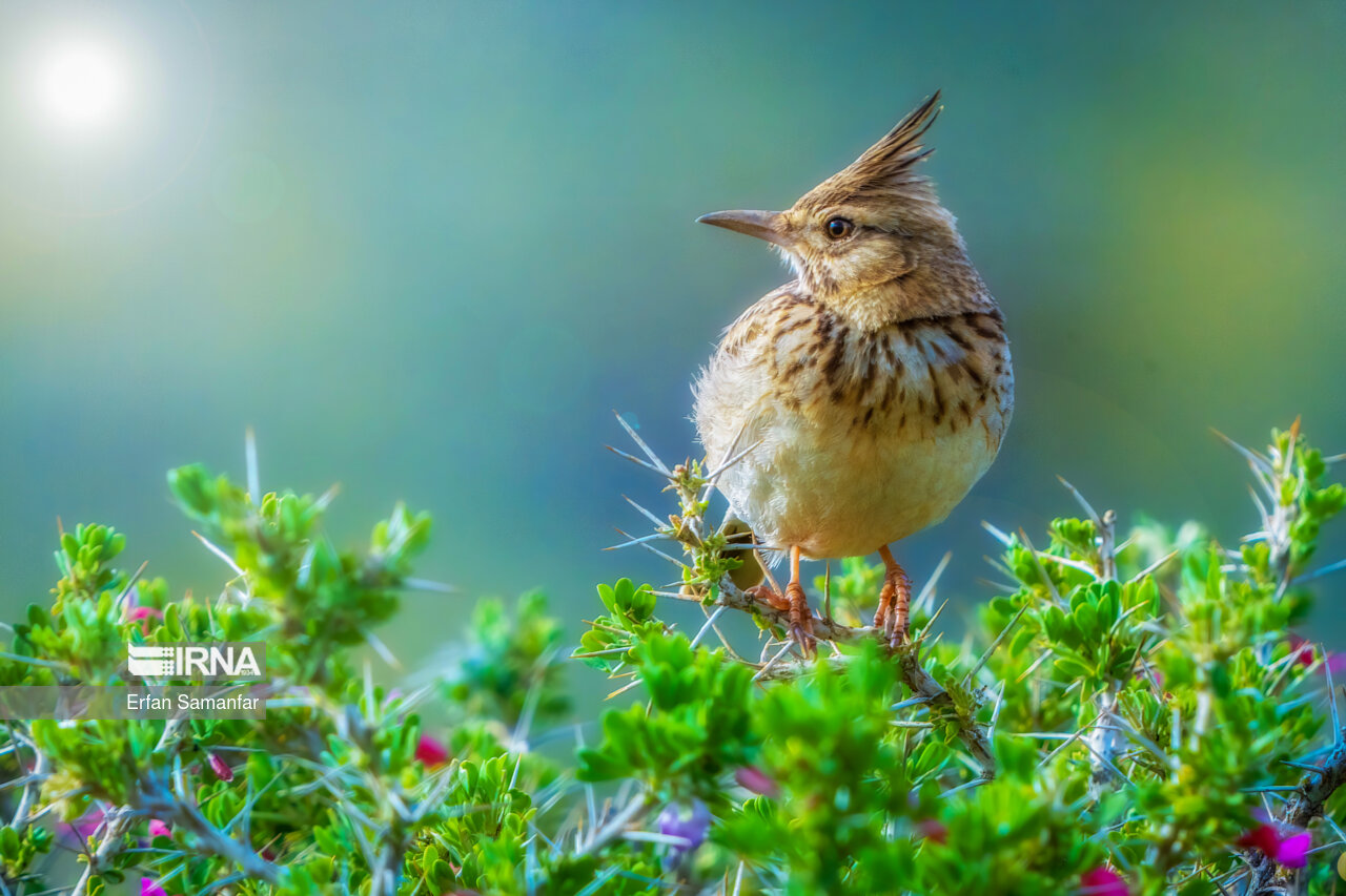 چکاوک کاکلی (Crested lark)