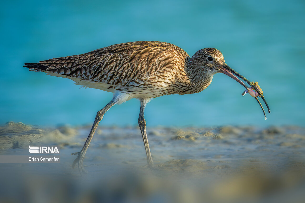 گیلانشاه (Curlews)
