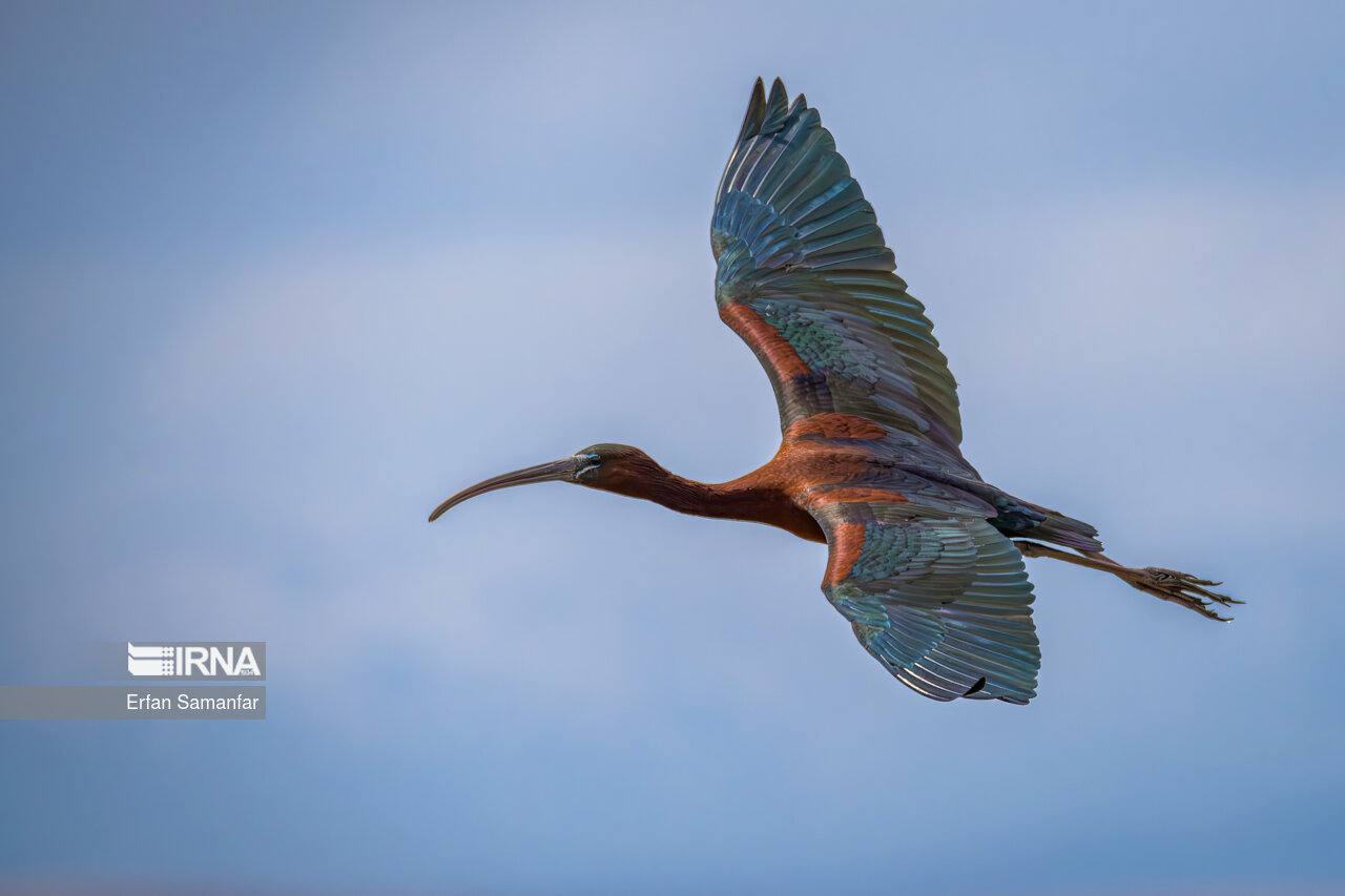 اکراس سیاه (glossy ibis)