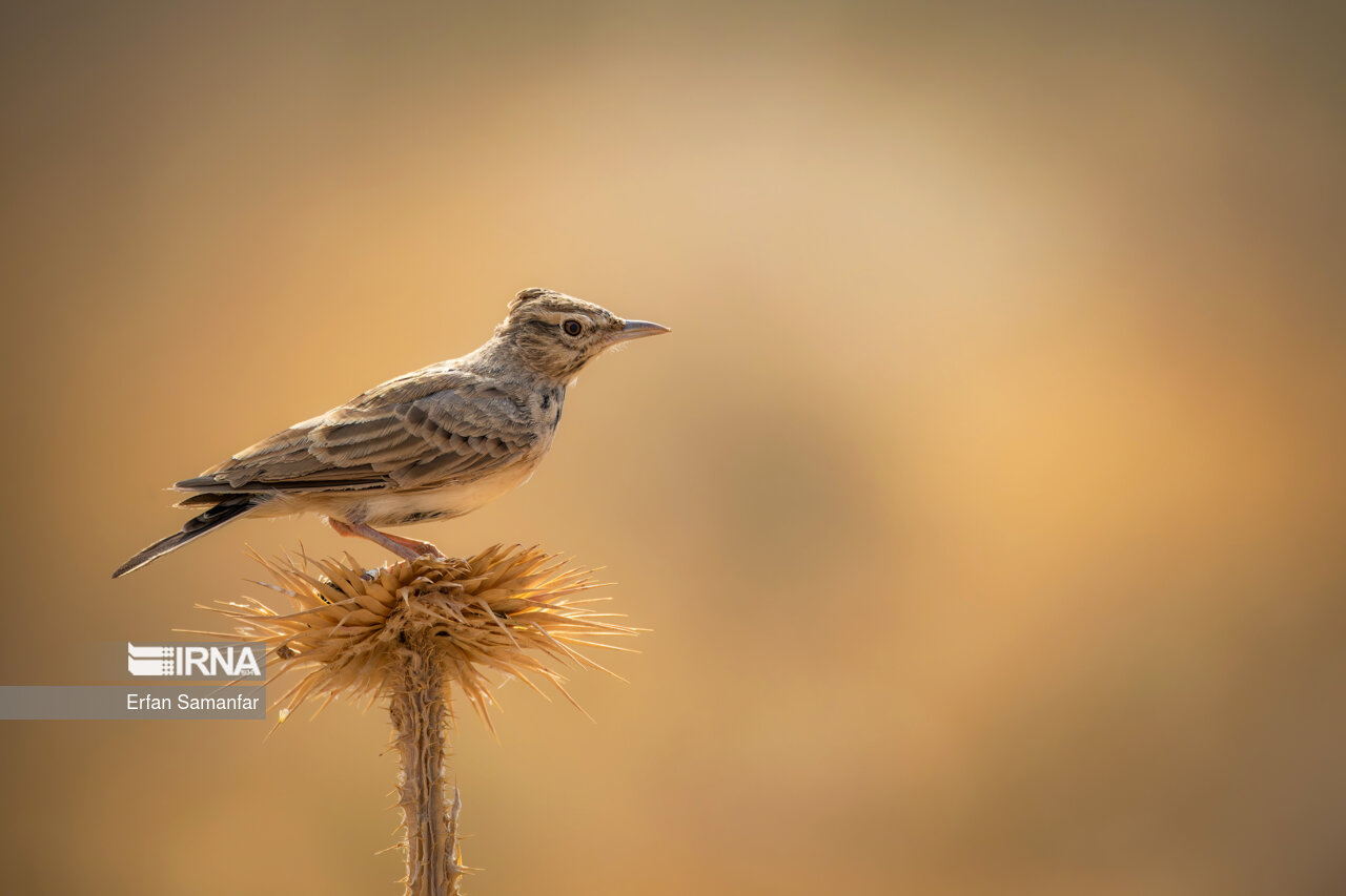 کاکولاتی (Crested lark)