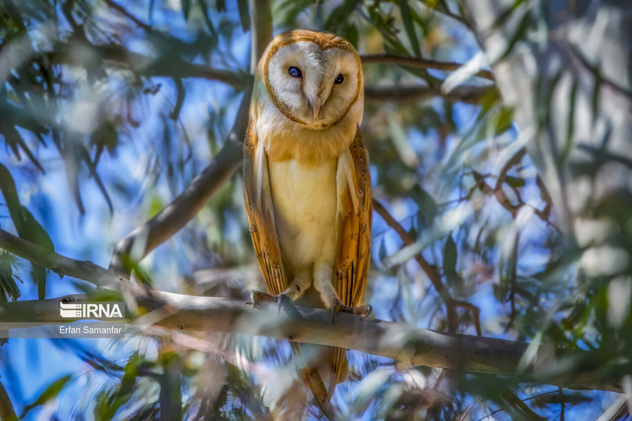 جغد انبار (Barn owl)