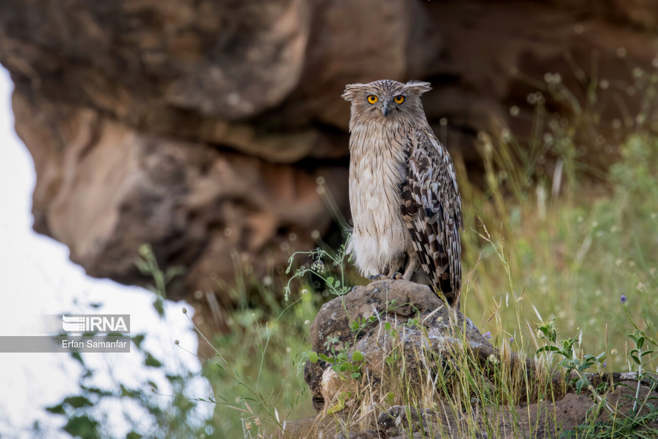 جغد ماهیخوار (Brown fish owl )