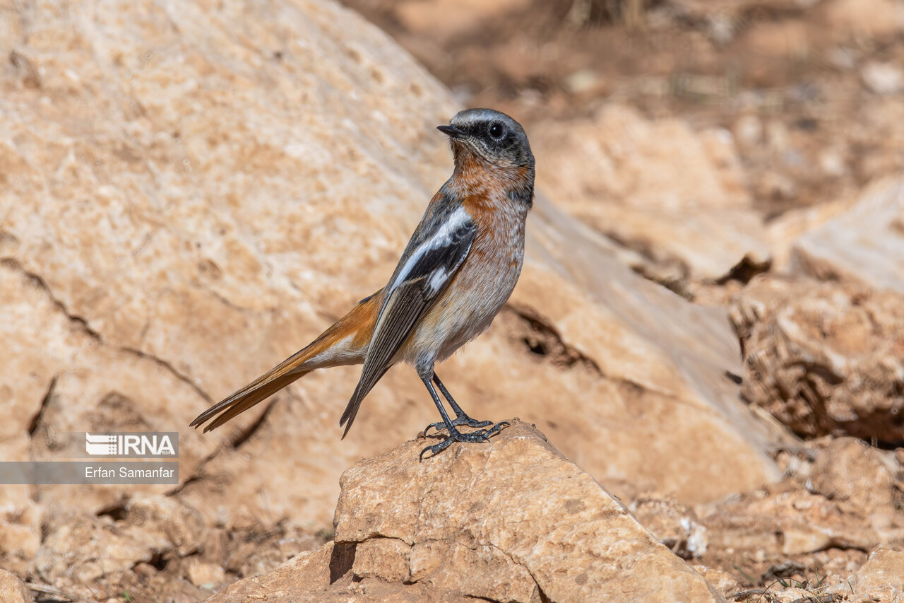 دم سرخ پشت بلوطی (Eversmanns redstart)