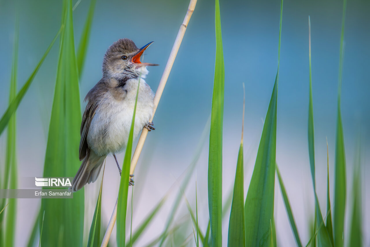 سسک پر سر و صدا (Clamorous reed warbler )