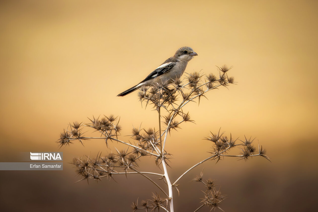 سنگ چشم (great gray shrike)