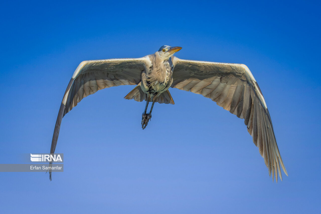 حواصیل خاکستری (Gray heron)