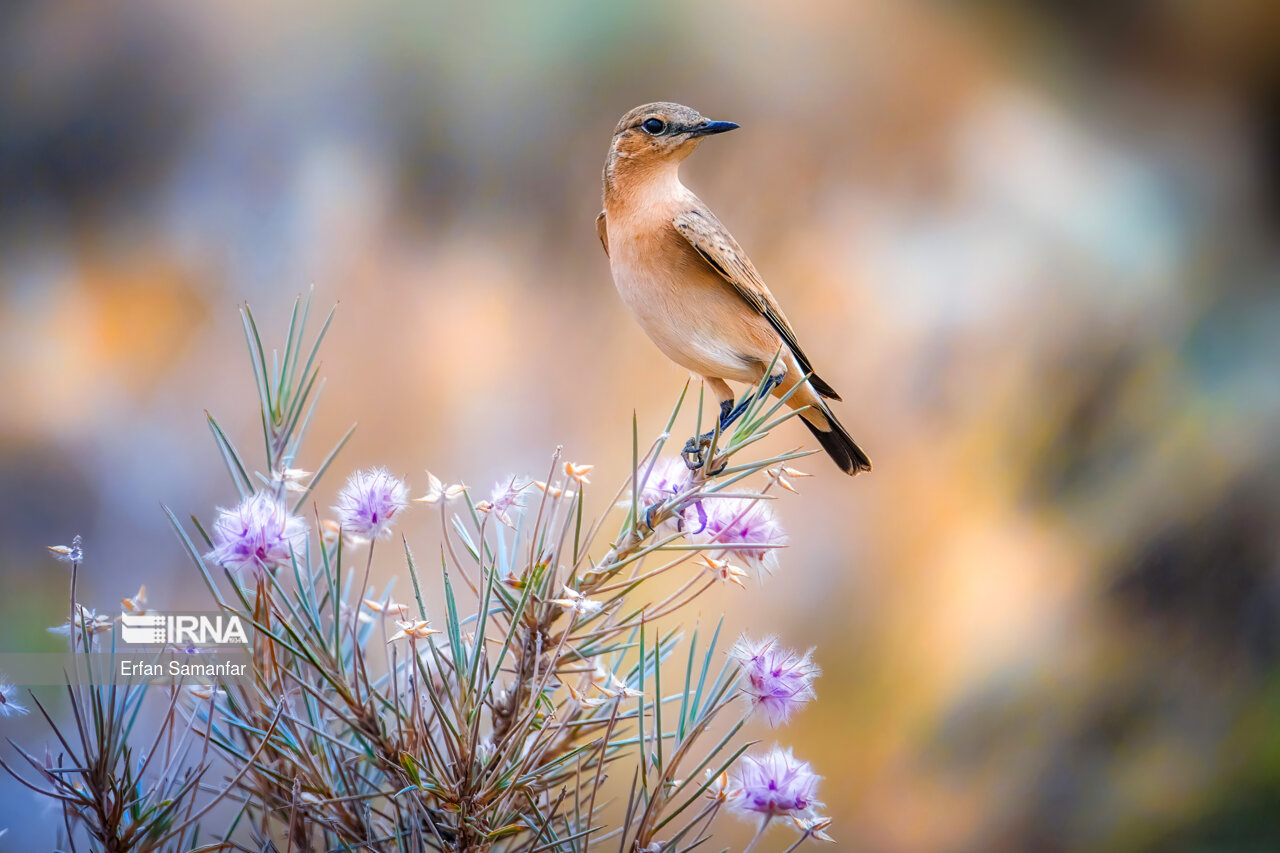 چک چک دشتی (Isabelline wheatear)
