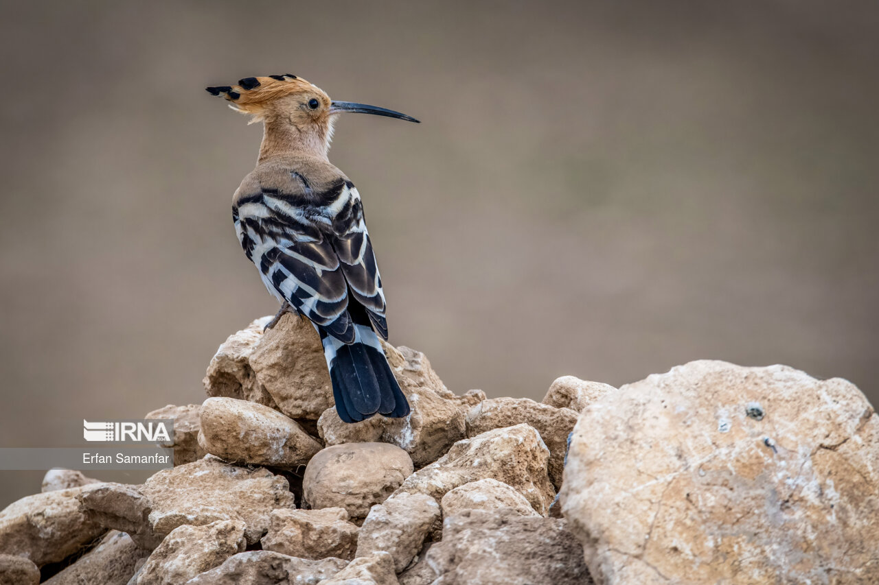 هدهد (hoopoe)