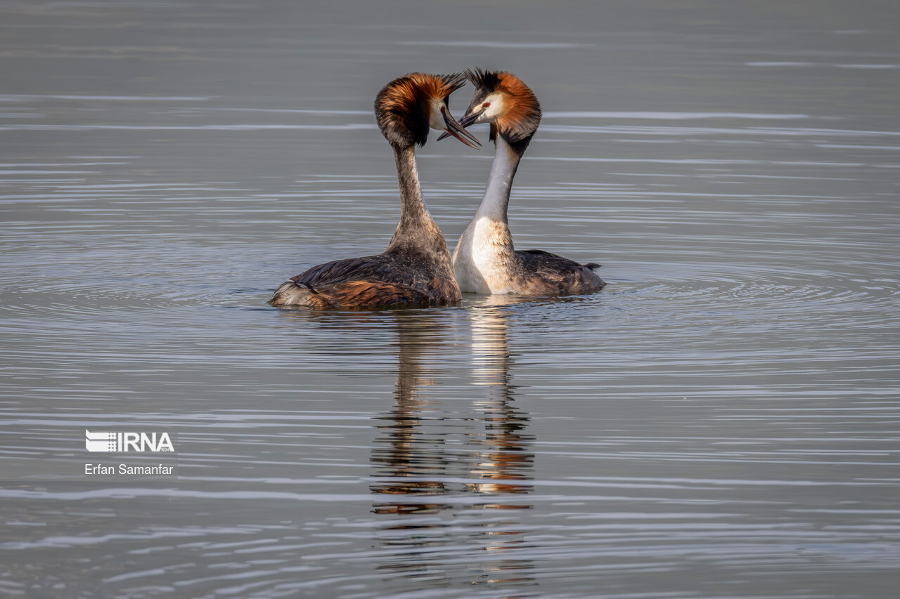 کشیم بزرگ (grebes)