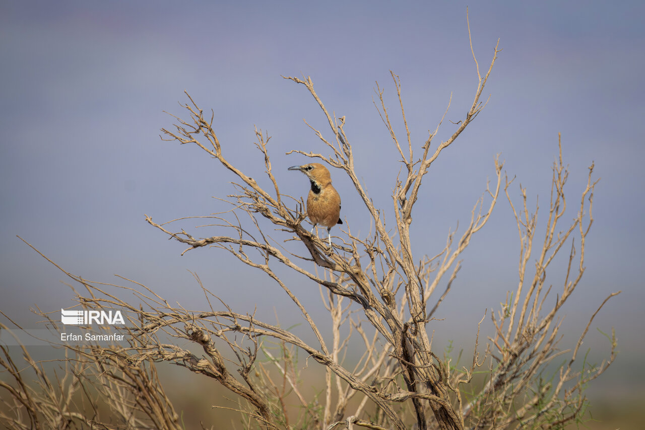 زاغ بور (Iranian ground jay)