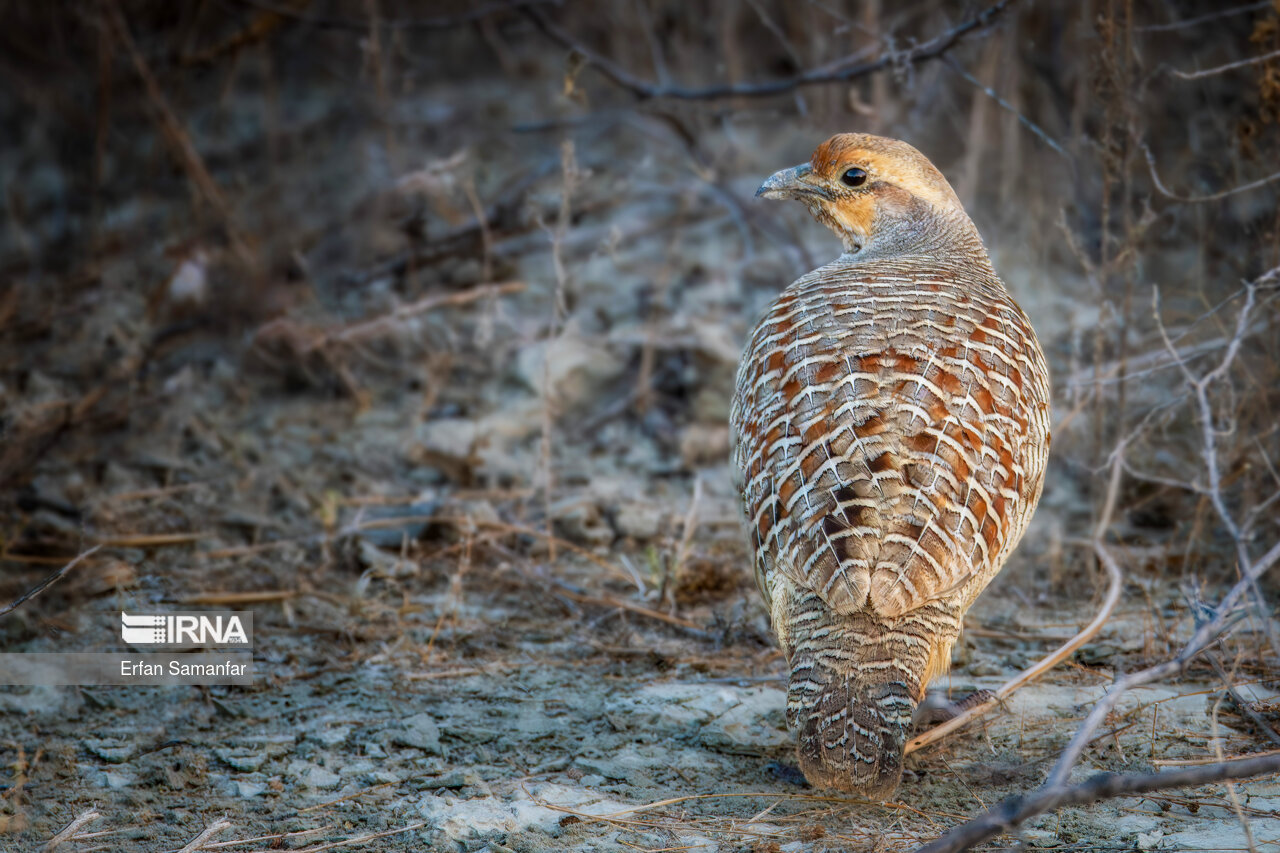 کمنزیل (gray francolin)