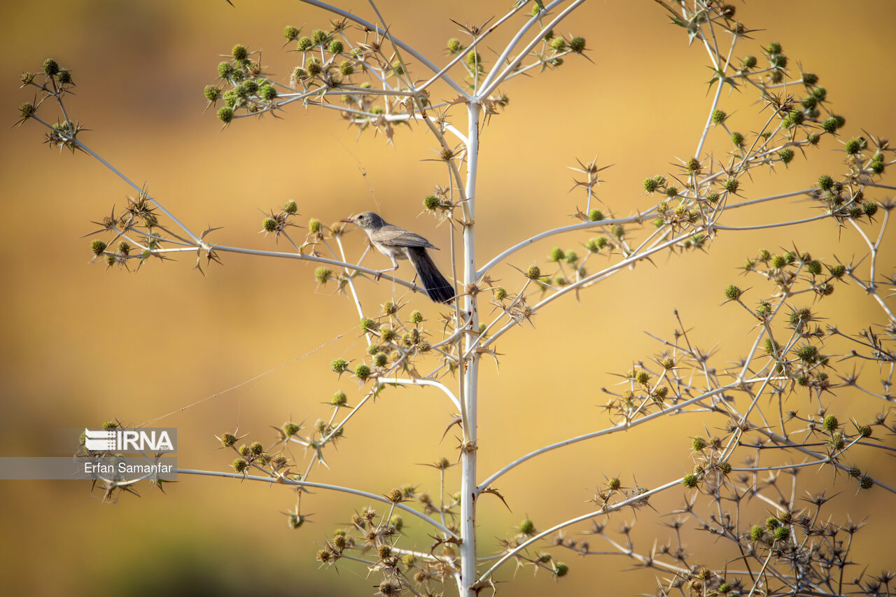 سسک شکیل (gracefu prinia)