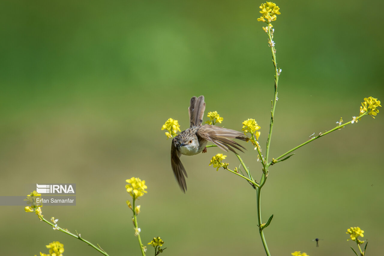 لیکو افغان ( common babbler)