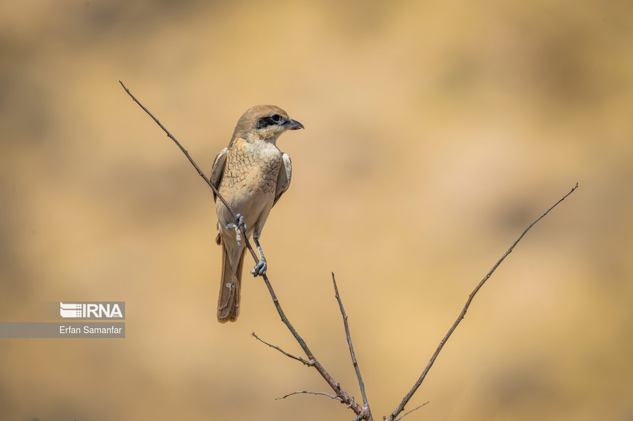 سنگ چشم معمولی (lanius minor)