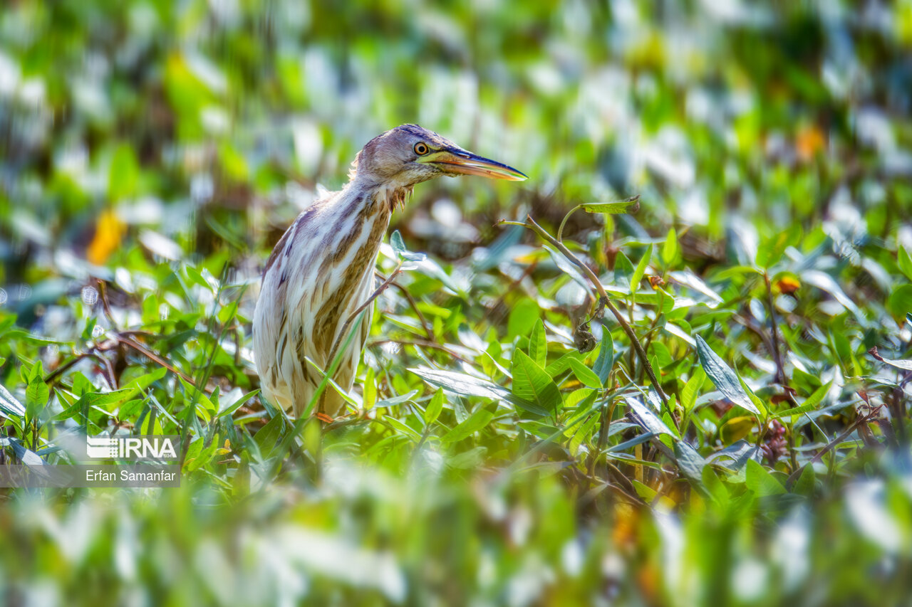 pواصیل هندی (indian pond heron)