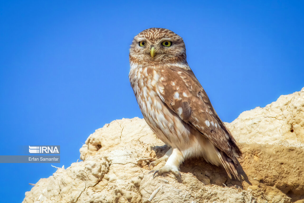 جغد کوچک (little owl)