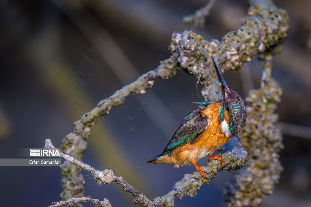 ماهیخورک (kingfisher )