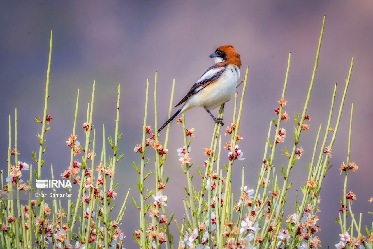 سنگ چشم سر حنایی (Woodchat shrike )