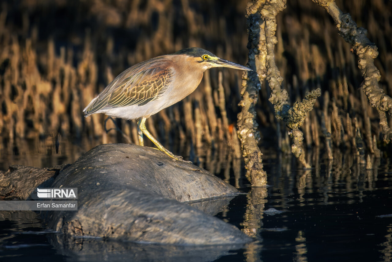 حواصیل سبز (Green heron)