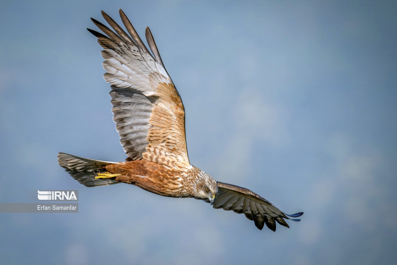 سنقر تالابی (Western marsh harrier)