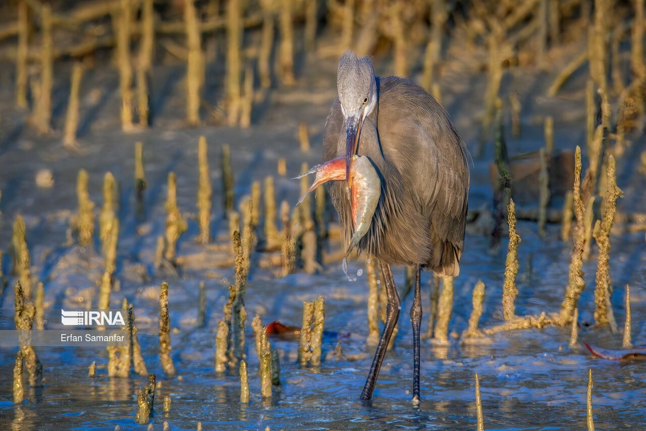 حواصیل ساحلی (Western reef heron )